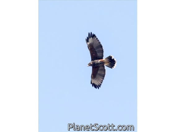 Harris's Hawk (Parabuteo unicinctus)