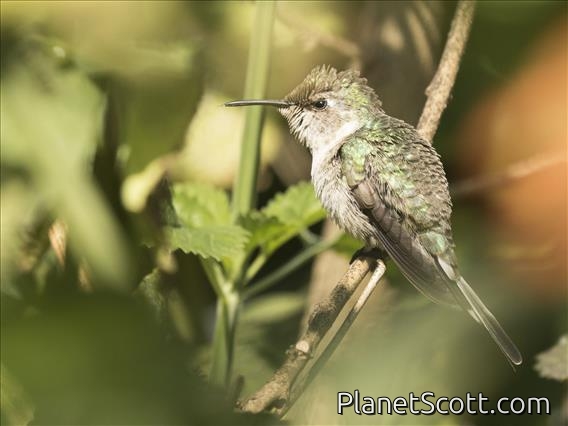 Peruvian Sheartail (Thaumastura cora) - Juvenile Male