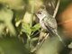 Peruvian Sheartail (Thaumastura cora) - Juvenile Male