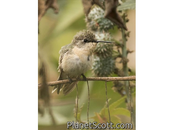 Peruvian Sheartail (Thaumastura cora) - Juvenile Female