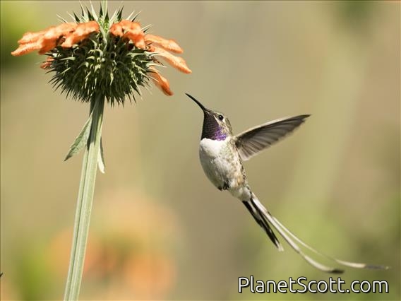 Peruvian Sheartail (Thaumastura cora) - Male