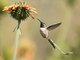 Peruvian Sheartail (Thaumastura cora) - Male