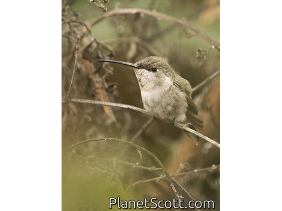 Oasis Hummingbird (Rhodopis vesper) - Juvenile