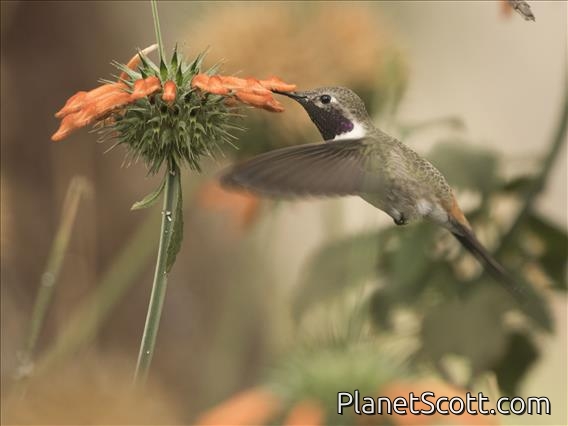 Oasis Hummingbird (Rhodopis vesper) - Female