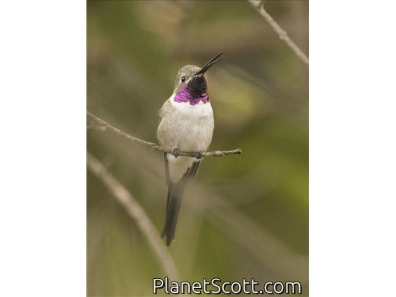 Oasis Hummingbird (Rhodopis vesper) - Male