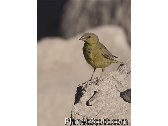 Greenish Yellow-Finch (Sicalis olivascens) - Male