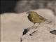 Greenish Yellow-Finch (Sicalis olivascens) - Male