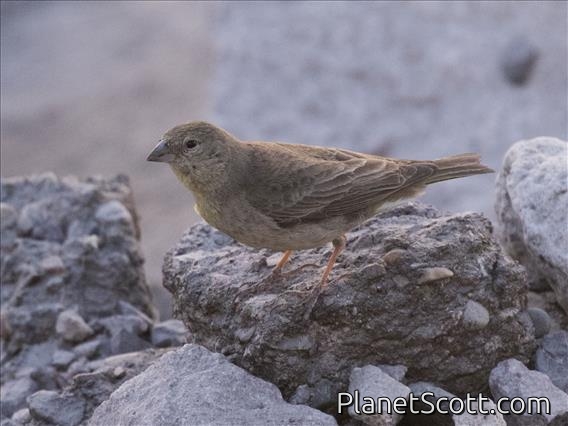 Greenish Yellow-Finch (Sicalis olivascens) - Female
