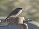 White-browed Chat-Tyrant (Ochthoeca leucophrys)