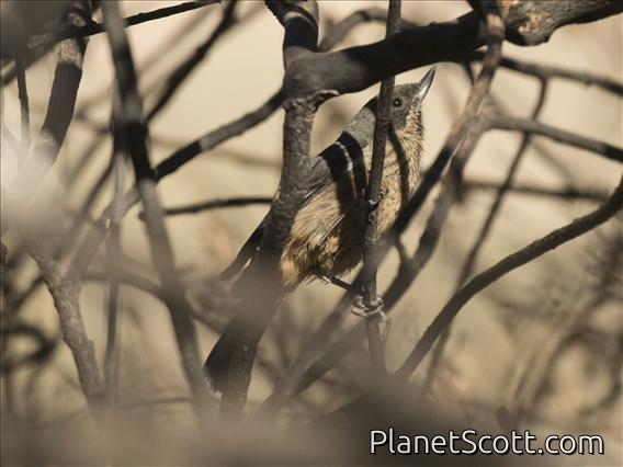 Black-throated Flowerpiercer (Diglossa brunneiventris) - Juvenile