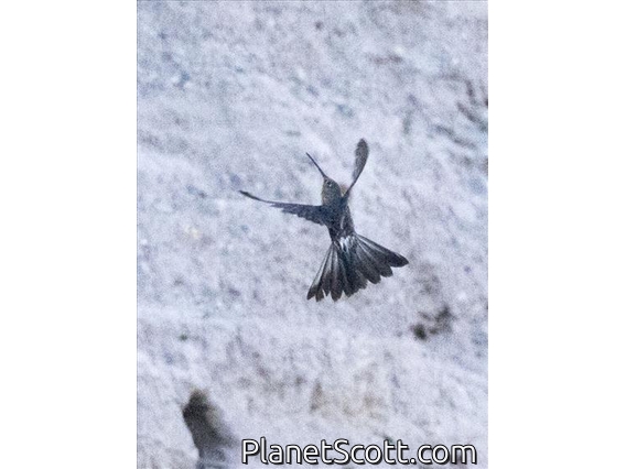 Giant Hummingbird (Patagona gigas)