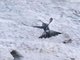 Giant Hummingbird (Patagona gigas)