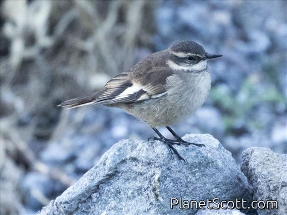 Cream-winged Cinclodes (Cinclodes albiventris)