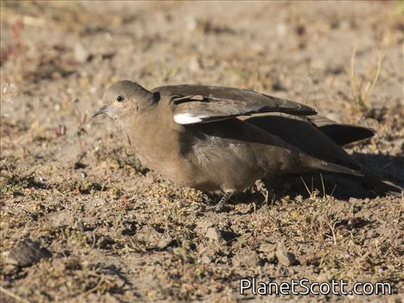 Black-winged Ground-Dove (Metriopelia melanoptera)