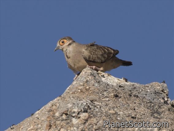 Bare-faced Ground-Dove (Metriopelia ceciliae)
