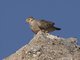 Bare-faced Ground-Dove (Metriopelia ceciliae)