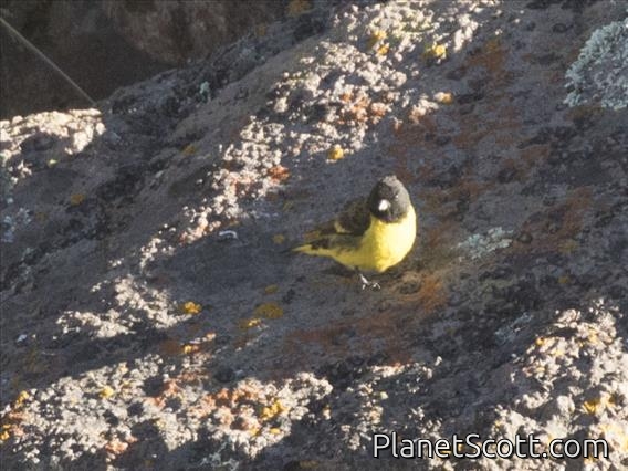 Yellow-rumped Siskin (Spinus uropygialis)