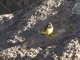 Yellow-rumped Siskin (Spinus uropygialis)