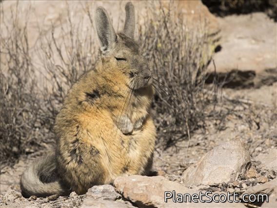 Mountain Viscacha (Lagidium viscacia)