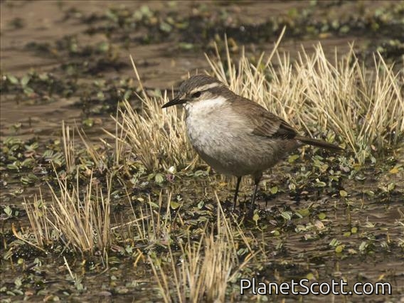Cream-winged Cinclodes (Cinclodes albiventris)