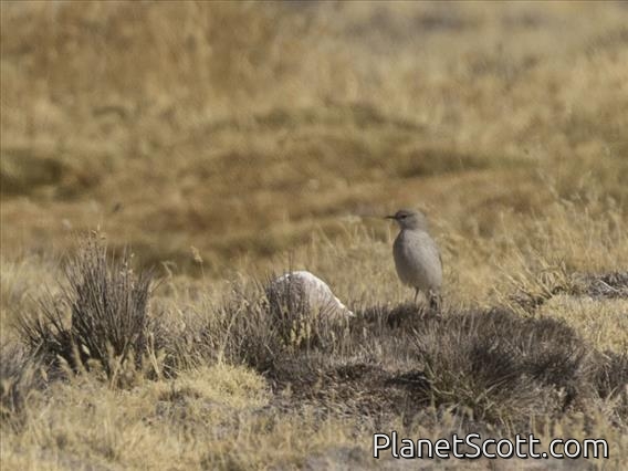 Puna Ground-Tyrant (Muscisaxicola juninensis)