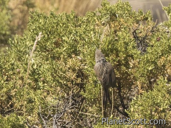 Streaked Tit-Spinetail (Leptasthenura striata)