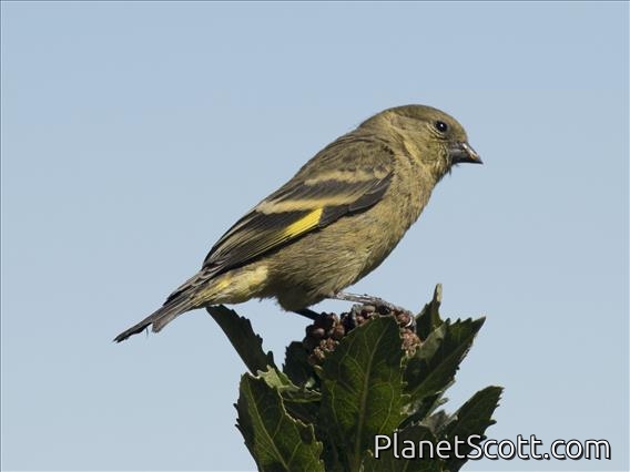 Hooded Siskin (Spinus magellanicus)