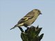 Hooded Siskin (Spinus magellanicus)