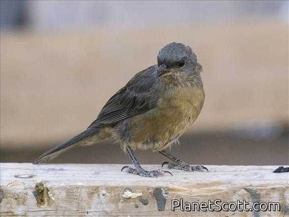 Blue-and-yellow Tanager (Pipraeidea bonariensis)