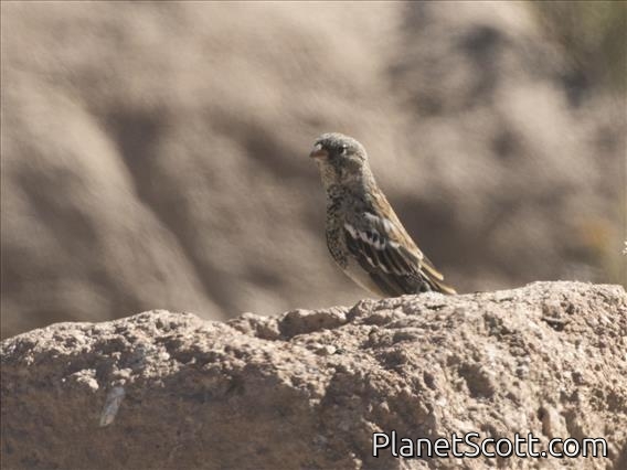 Mourning Sierra-Finch (Phrygilus fruticeti) - Juvenile