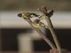 Hooded Siskin (Spinus magellanicus)