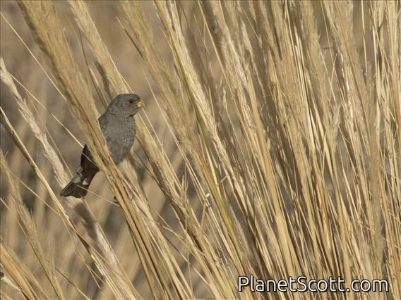 Band-tailed Seedeater (Catamenia analis)