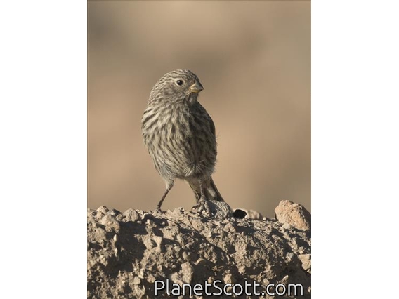 Band-tailed Seedeater (Catamenia analis) - Female