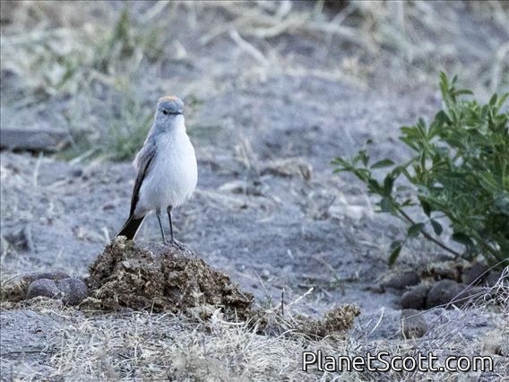 Rufous-naped Ground-Tyrant (Muscisaxicola rufivertex)