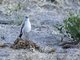 Rufous-naped Ground-Tyrant (Muscisaxicola rufivertex)