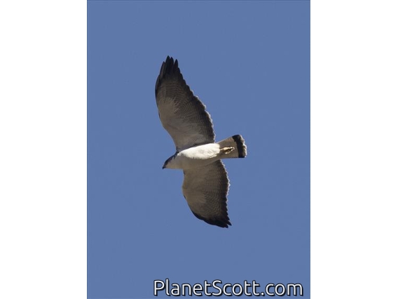 Variable Hawk (Geranoaetus polyosoma)