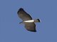 Variable Hawk (Geranoaetus polyosoma)