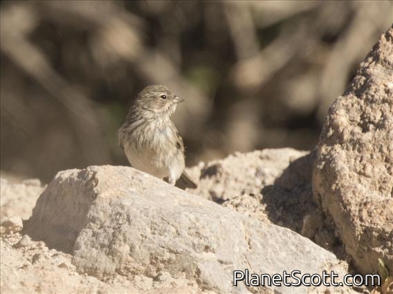 Ash-breasted Sierra-Finch (Geospizopsis plebejus) - Female