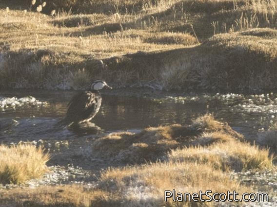 Torrent Duck (Merganetta armata)