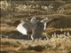 Andean Goose (Oressochen melanopterus)