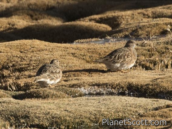Gray-breasted Seedsnipe (Thinocorus orbignyianus)