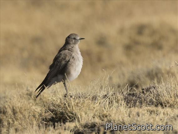 White-fronted Ground-Tyrant (Muscisaxicola albifrons)