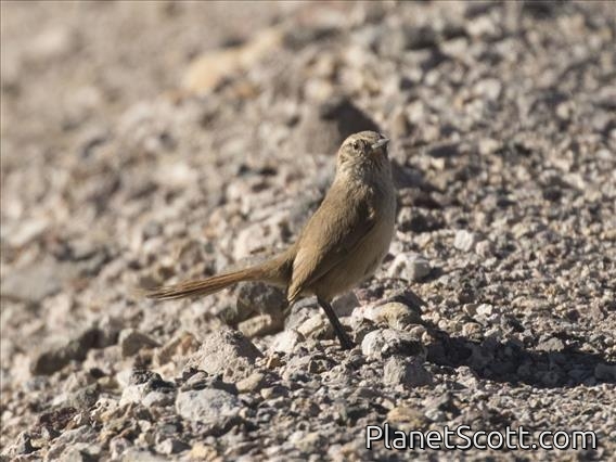 Cordilleran Canastero (Asthenes modesta)