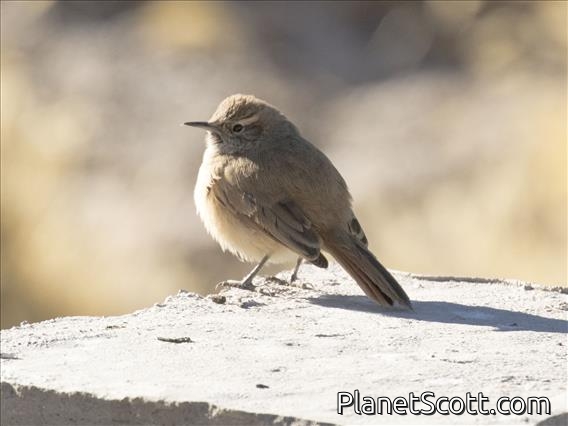 Cordilleran Canastero - Juvenile
