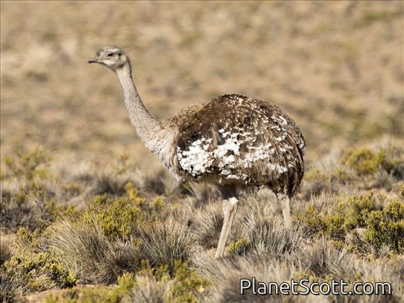 Lesser Rhea (Rhea pennata)