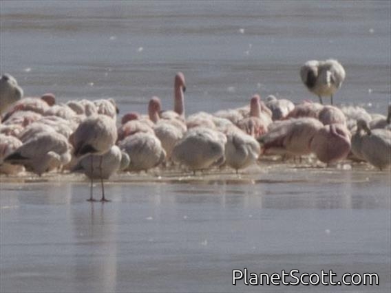 Puna Flamingo (Phoenicopterus jamesi)
