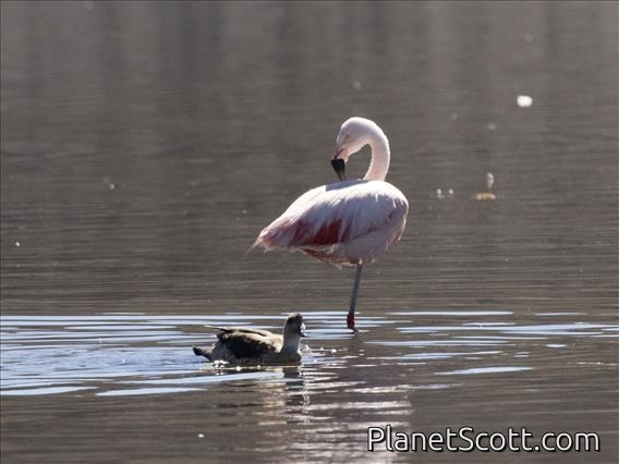 Chilean Flamingo (Phoenicopterus chilensis)