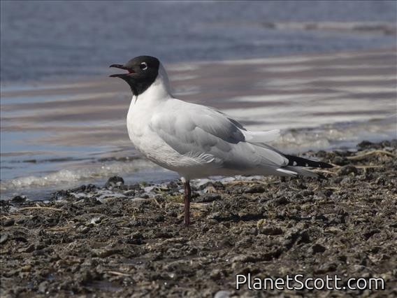 Andean Gull (Chroicocephalus serranus)