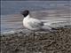 Andean Gull (Chroicocephalus serranus)