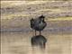 Giant Coot (Fulica gigantea)